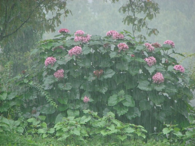 klerodendron na kiši